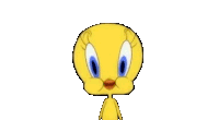 Gif Titi